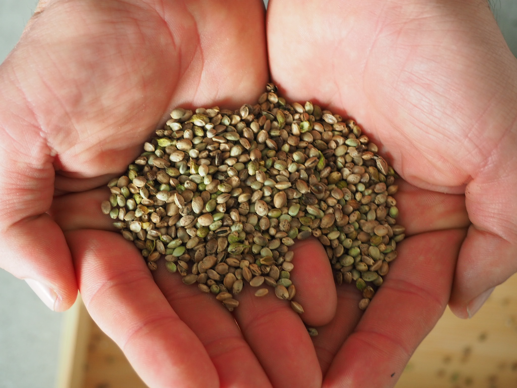 Hempy_Bio_Futterhanf_1